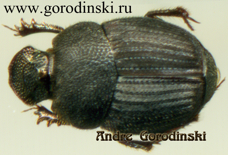 http://www.gorodinski.ru/copr/Onthophagus amicoides.jpg